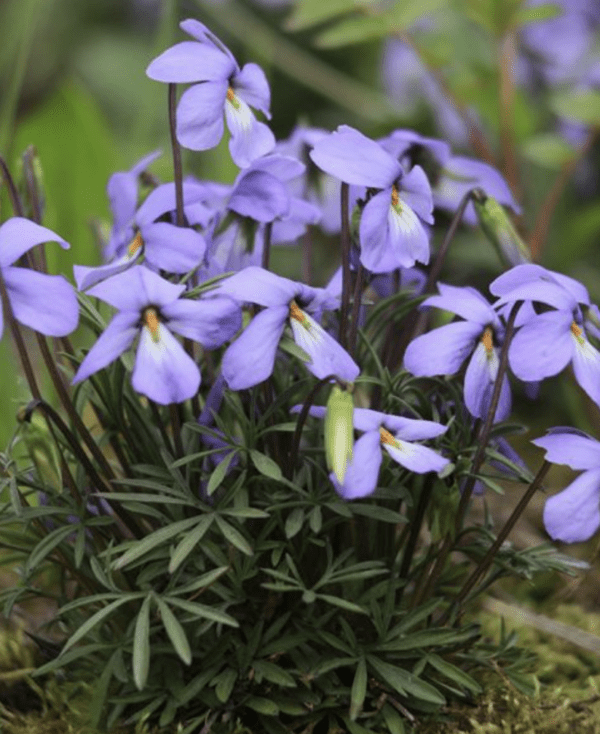 Violet - Bird's Foot (4" pot)